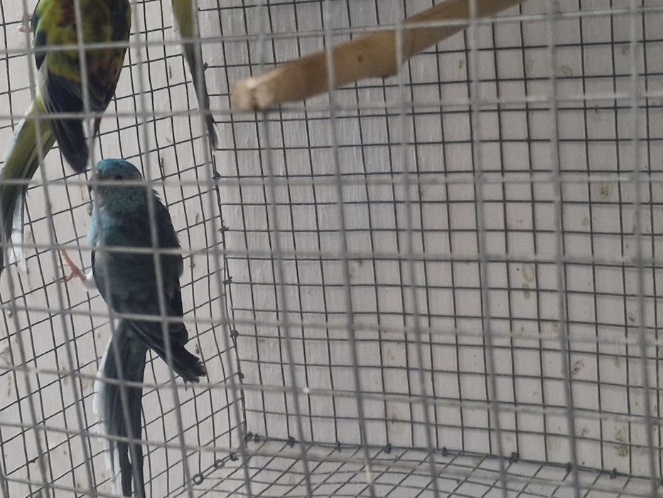 Red rumped para troca