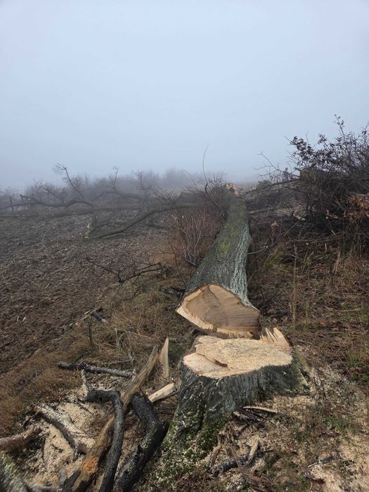 Drewno lipowe - kłody