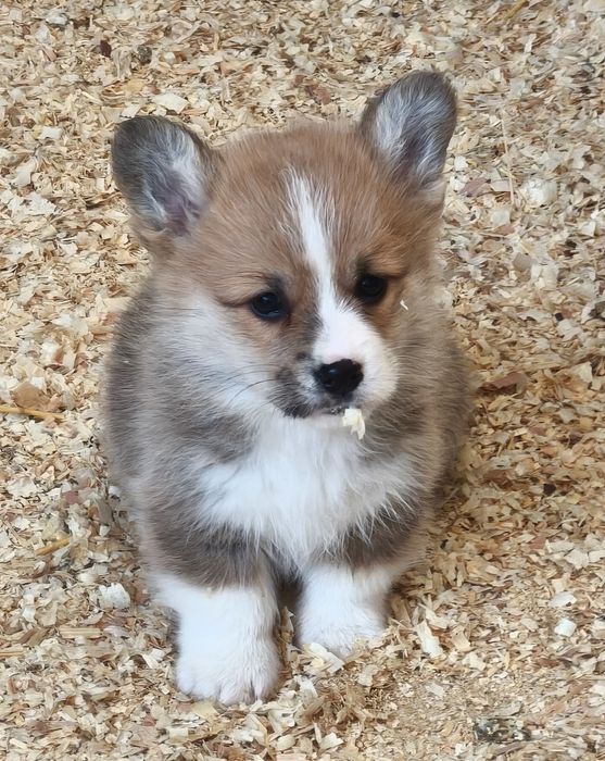 Щенки корги продаю