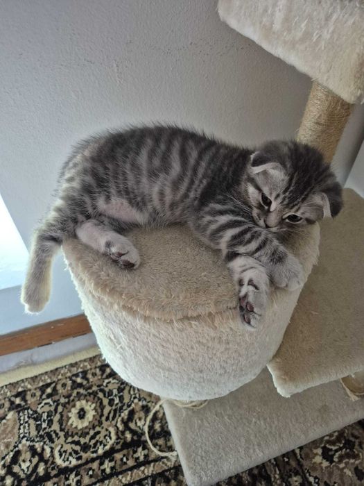 Gatinho Scotish Fold