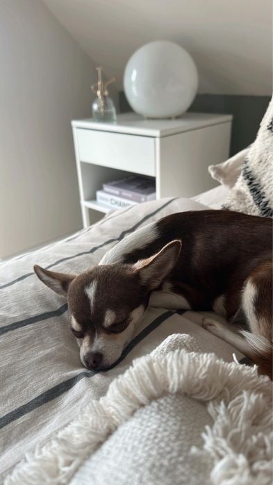 Czekoladowa chihuahua Mia