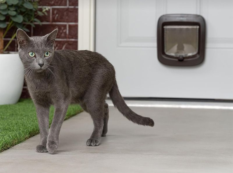 PetSafe Drzwiczki Dla Kota Na Mikrochip Brązowe