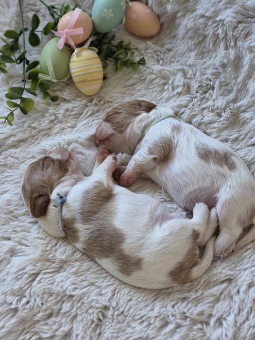 Piesek FCI -badania genetyczne