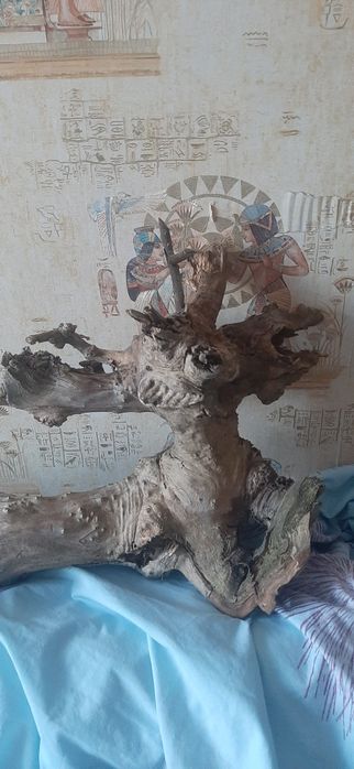 Чудо-юдо,с пенька