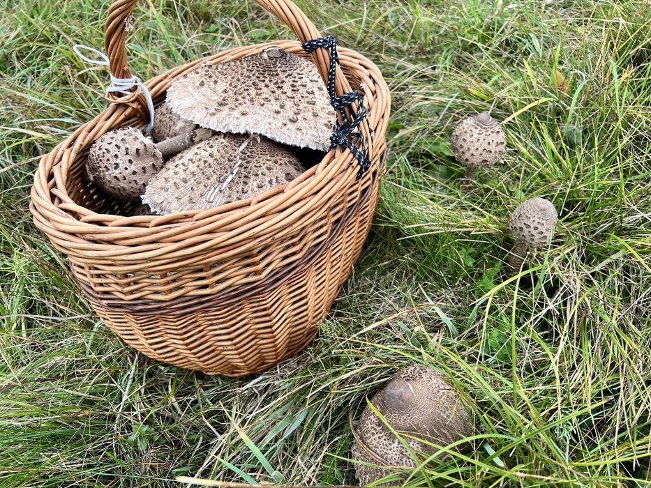 Kanie świeże zdrowe duża ilość