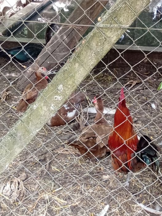 Patos mudos e coquichos de varias cores e idades