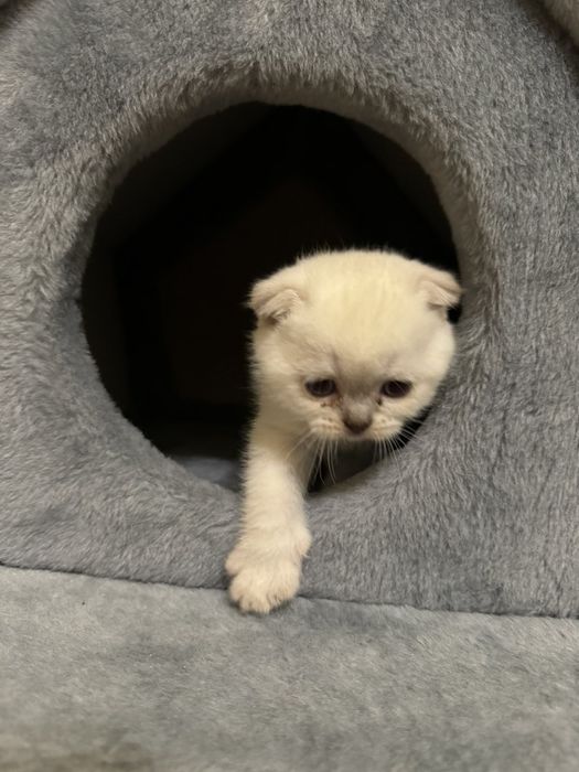 Кіт шотландський