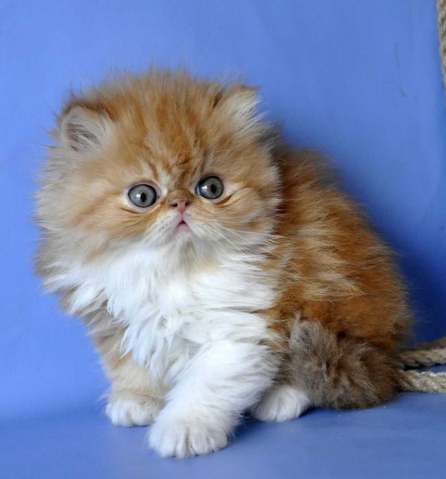 Яскравий Персидський хлопчик Санні Бой