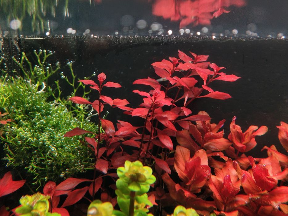 Ludwigia Mini sp. Super Red