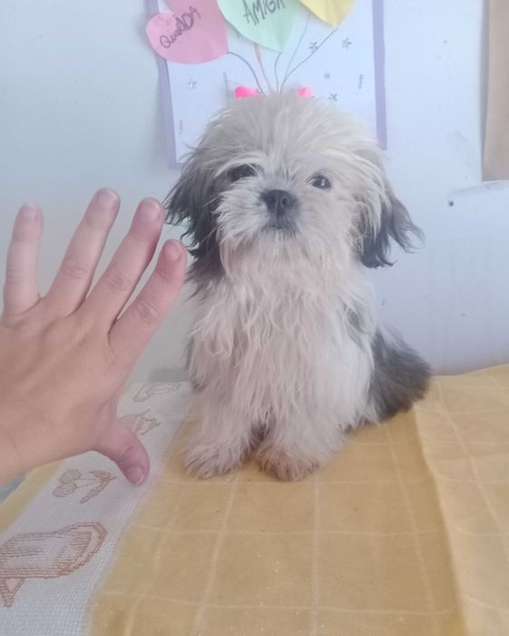 Shih-tzu fêmea mini com LOP