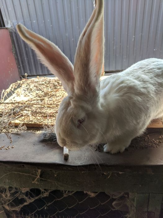 Кролики Бельгійський фландр