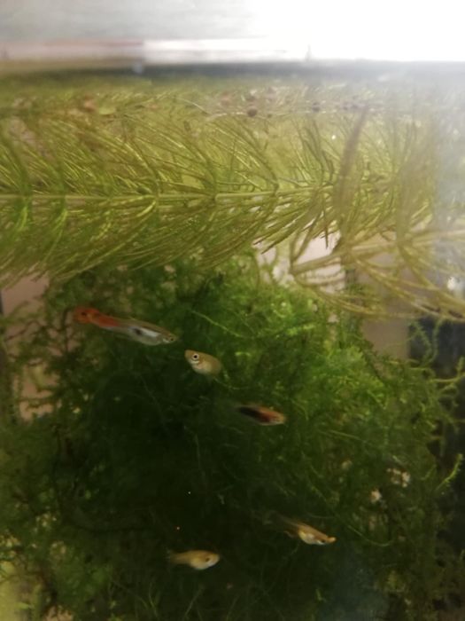 Rybki akwariowe Gupik