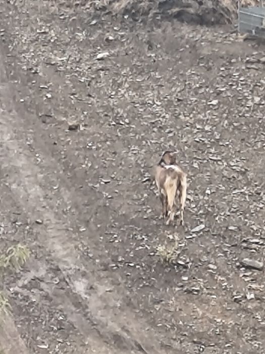 Vendo um Chivo em Moncorvo