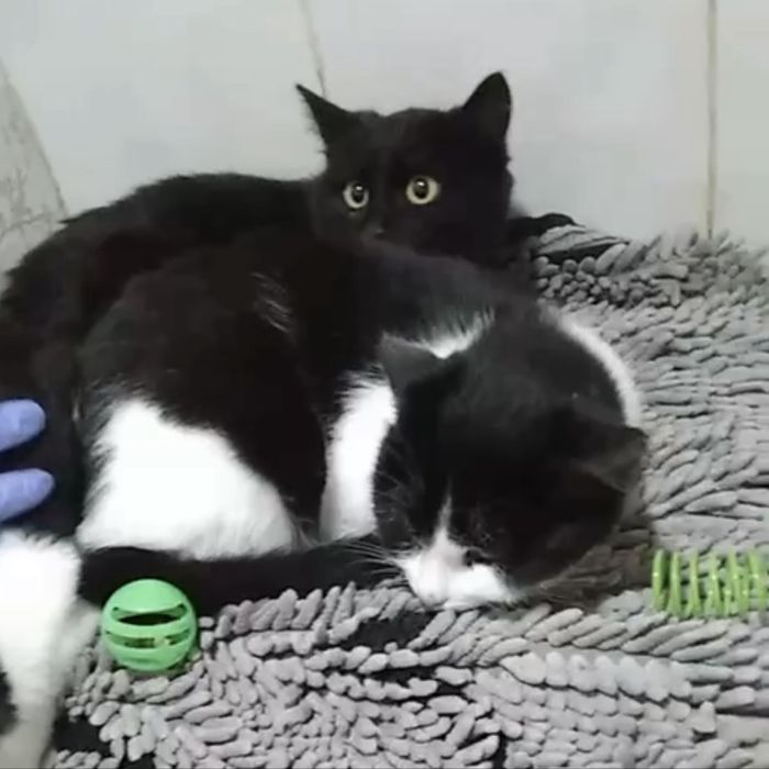 Віддам в добрі руки кошенятко