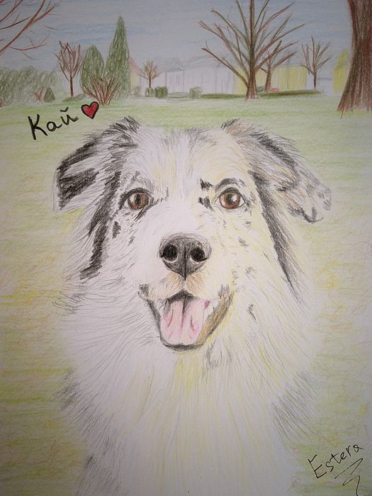 Намалюю вашу тваринку