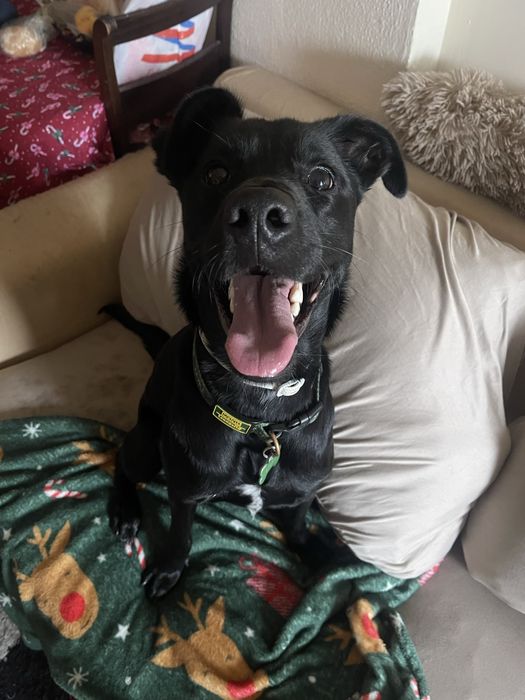 Dog Walker/ Pet Sitter Lisboa