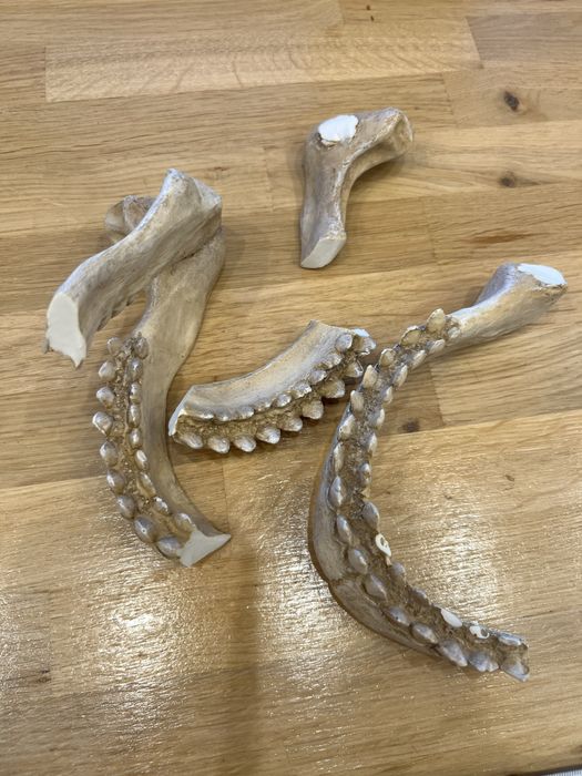 Zuchwa szczeka zwierzecia dekoracja do akwarium czy terrarium