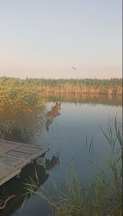 Бельгийская овчарка