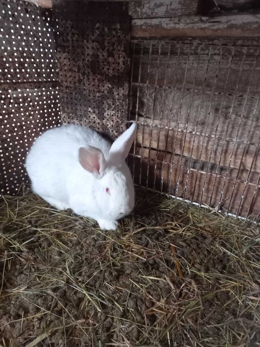 Кроля породи термонська біла