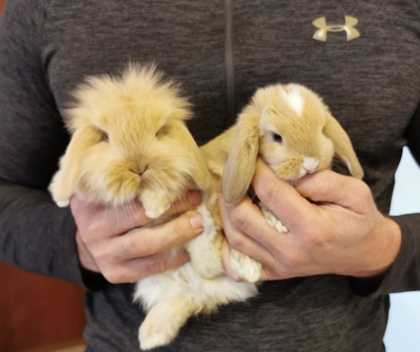 KIT Coelhos anões mini lop(orelhudos) belier muito dóceis