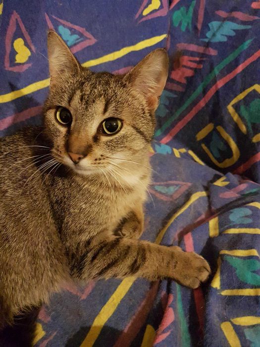 Krepinka, uroczy koci leniuszek szuka super domku