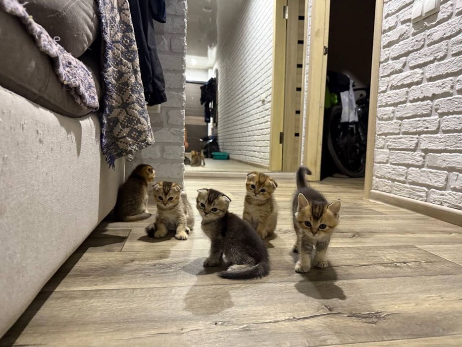 Чистокровные вислоухие, прямоухие шотландские котята!