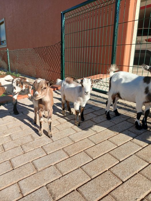 Cabras micro anãs com três meses fêmeas para mudar de pasto ideal para oferecer a criancas