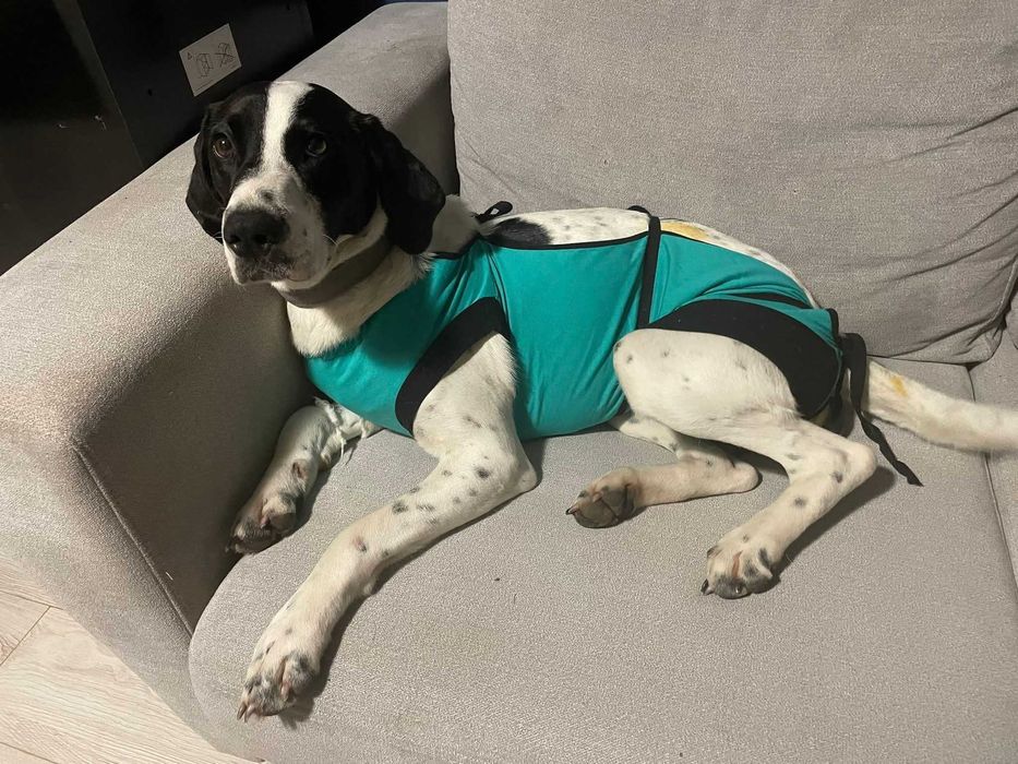 Aura potrzebuje domu