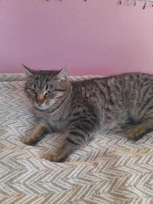 Кішка стерилізована