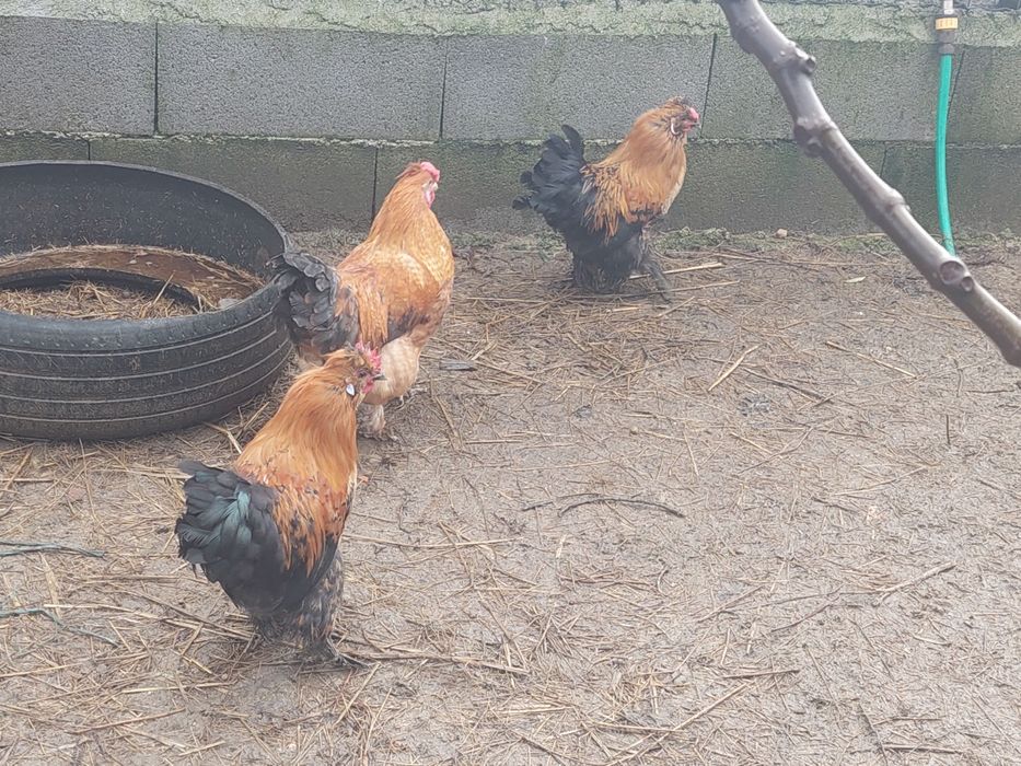 Galos de porte pequeno