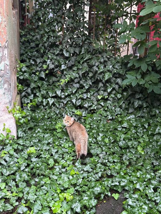 Кошенята британська золота шиншила