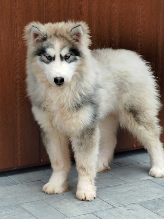 Siberian Husky piesek tel.-575302039
