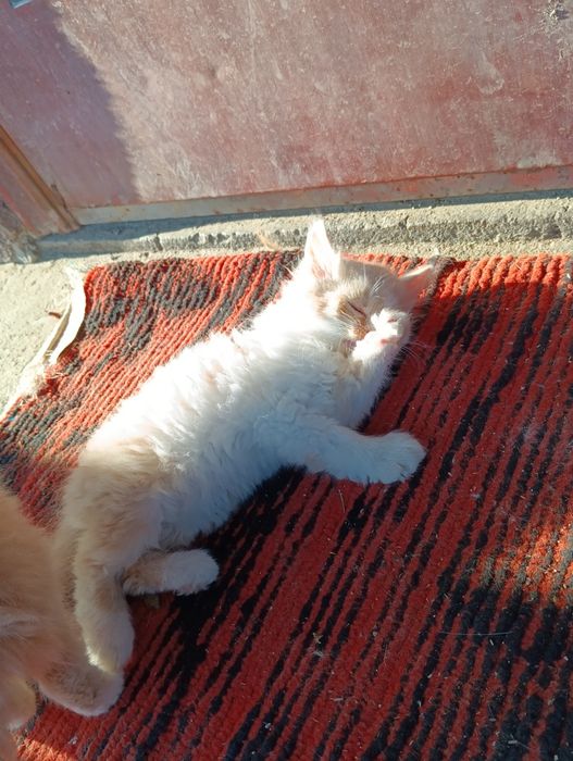 Віддам в добрі руки кошенят