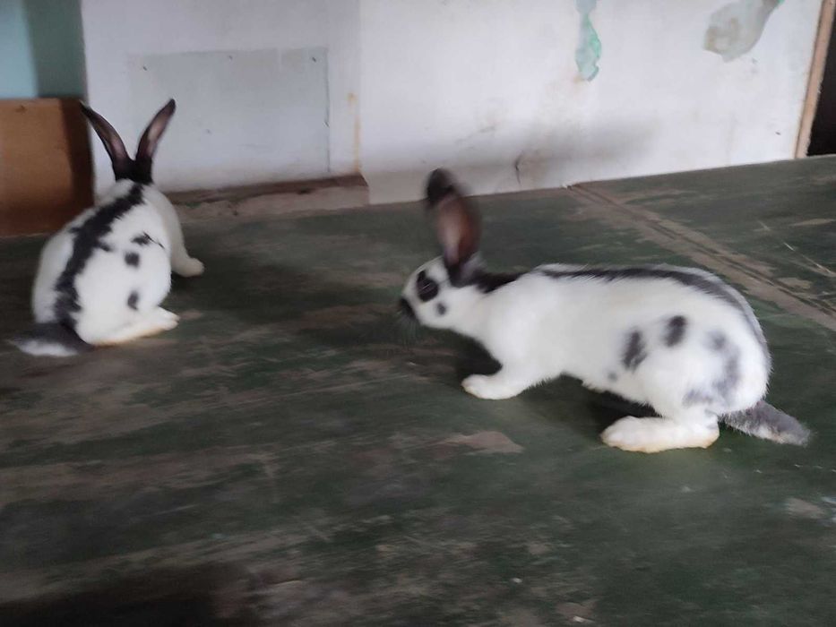 Строкачі кролики