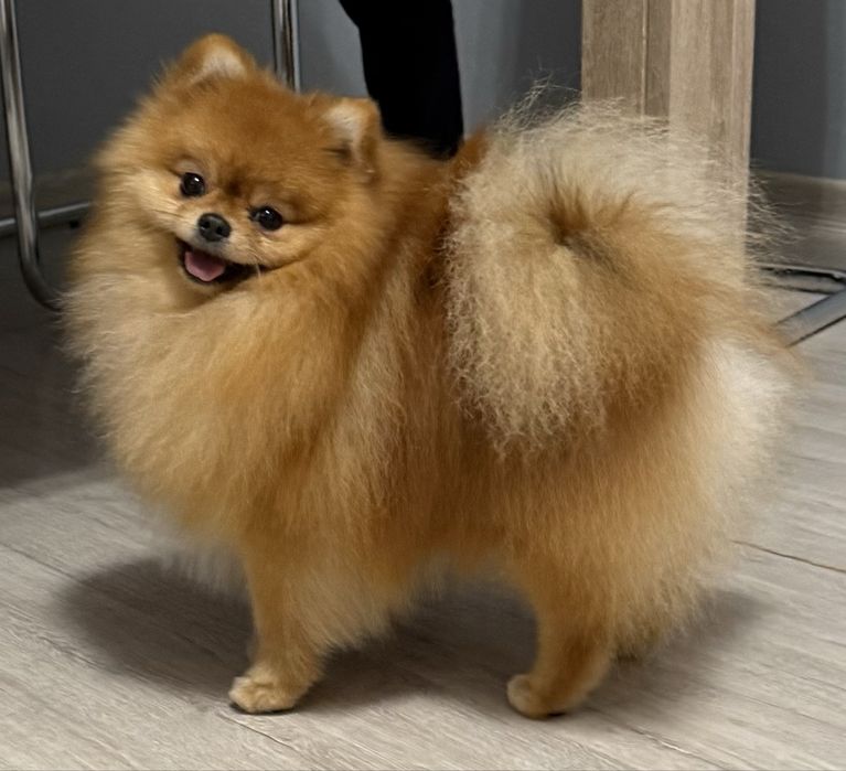 Szpic miniaturowy FCi ZKwP pomeranian reproduktor