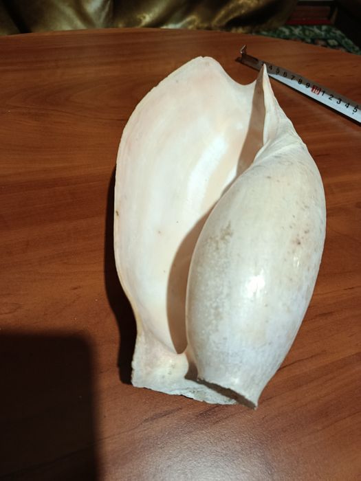 Велика справжня мушля