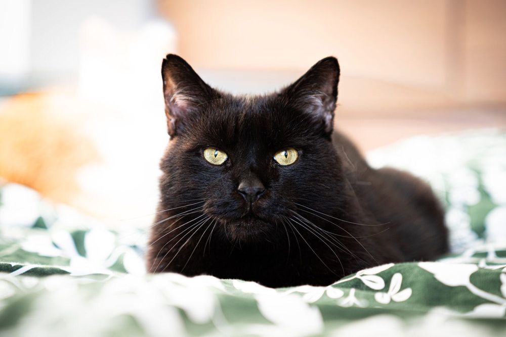 Kundera - kot, kotek, kocur do adopcji