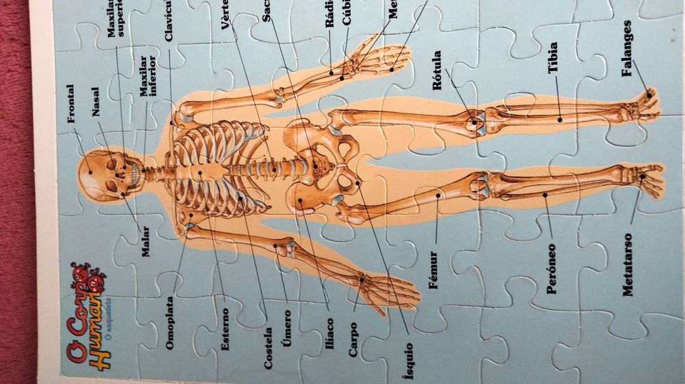 Puzzles Corpo Humano