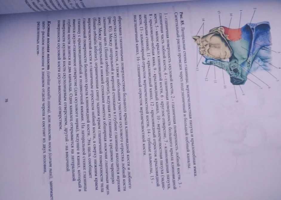 NEW‼️ Атлас анатомии человека для стоматологов, стоматологічні книги