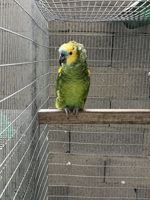 Amazona Aestiva Xanthoperyx Macho reprofutor 09