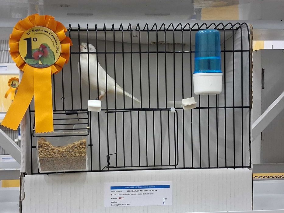 Canários vermelhos, brancos e Arlequins, algumas aves de exposição.