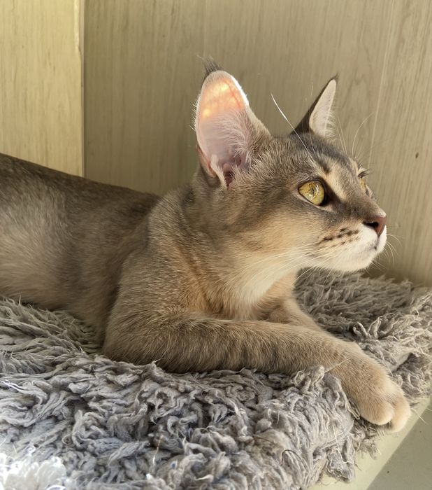Роскошный котенок Чаузи F4