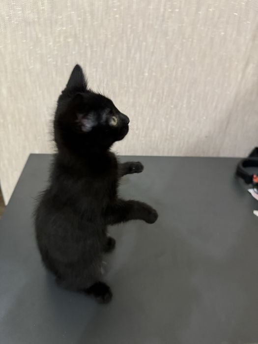 Продаю чорного котика з трішки білим на животику