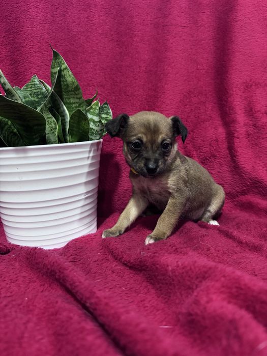 Joy - 2.5 meses, porte pequeno (5kg)