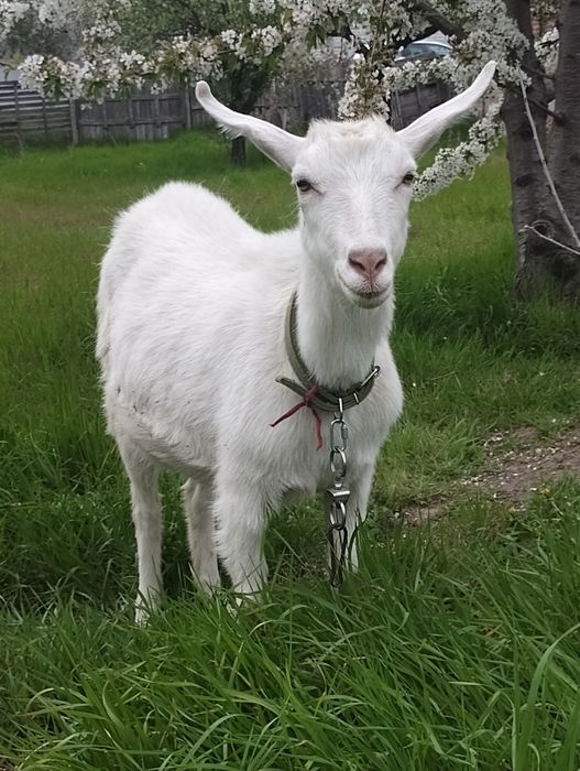 Срочно продам дойную козу