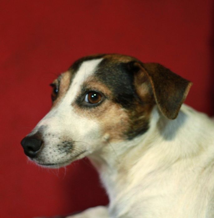 Девочка джек рассел триколор.  В хорошие руки.  Срочно.