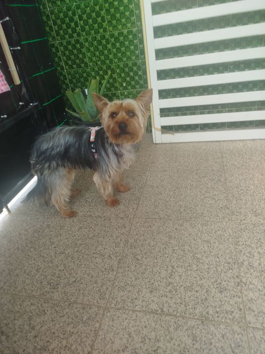 Yorkshire Terrier lindíssimo