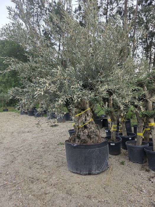 Oliveiras bonsai xl