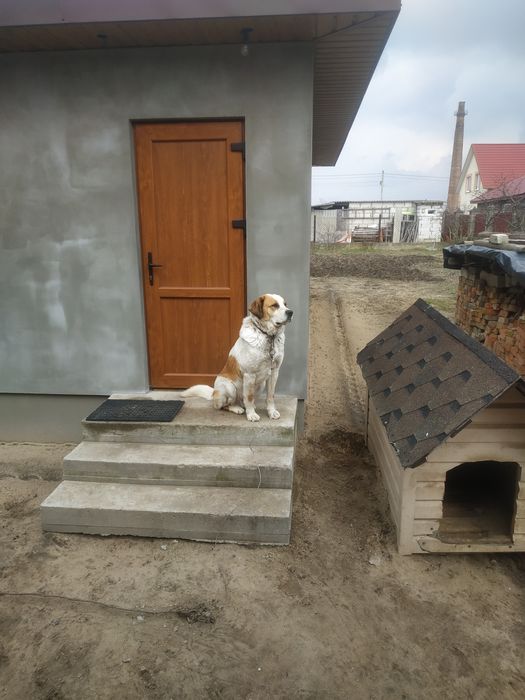 Віддам безкоштовно чистокровну собаку породи московська сторожева