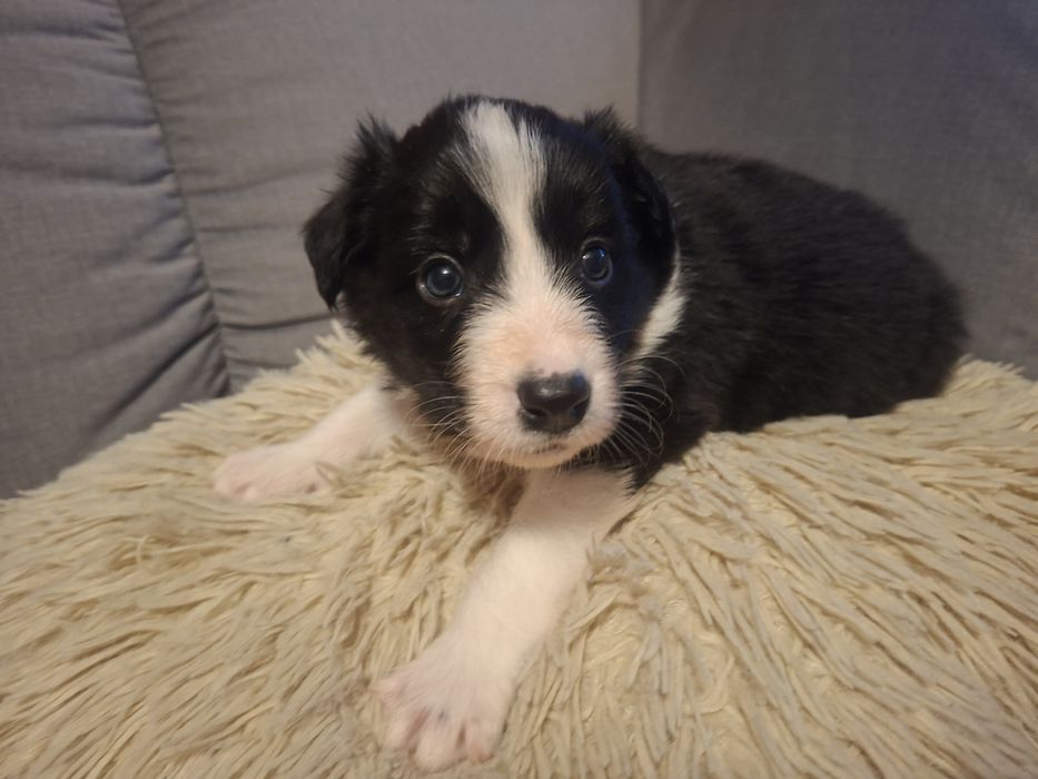 Border Collie piękny szczeniak piesek czarno - biały:-) cud natury